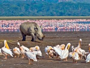pelicans, blur, Flamingos, Rhino, lake