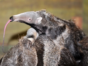 blur, anteater, Tounge