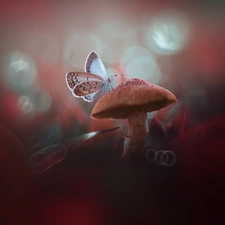 Mushrooms, Dusky Icarus, blurry background, butterfly