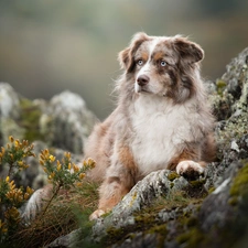 Australian Shepherd, Plants, blurry background, Rocks