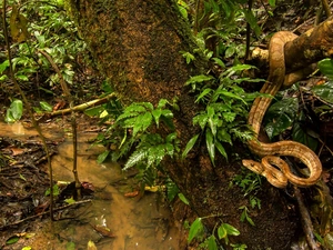 stream, Amazon Tree Boa, trees, jungle, Snake