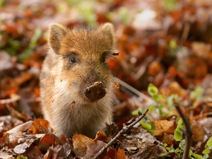 young, Leaf, autumn, Boar