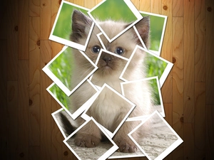 boarding, kitten, photos