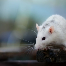 boarding, White, rat