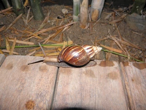 boarding, snail, shell
