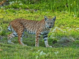 bobcat, Meadow