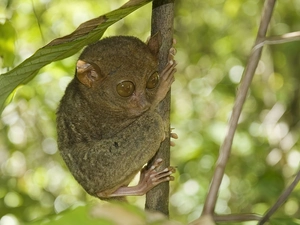 Bohol Tarsier