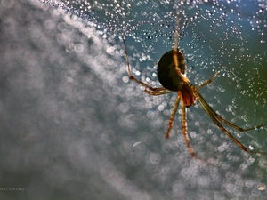 Bokeh, Spider, drops