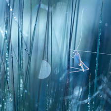 Bokeh, grasshopper, grass