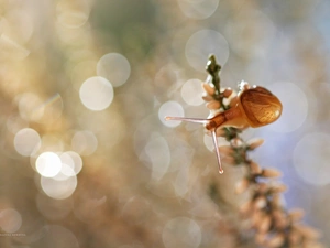 Bokeh, snail, heather