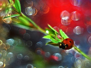 Bokeh, ladybird, Insect