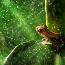 Bokeh, frog, leaf