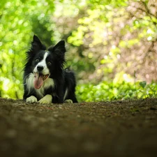 lying, Border Collie, Bokeh, dog