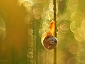 Bokeh, snail, Plants