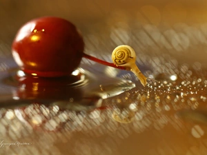 Bokeh, snail, plum