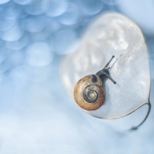 Bokeh, Snail, small