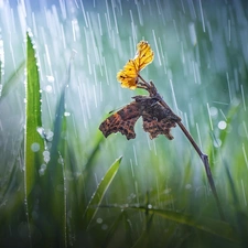 butterfly, Bokeh, twig, Rain, grass