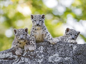 Leopards, Bokeh, young, snow, Three