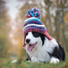 Meadow, Puppy, Bonnet, Border Collie