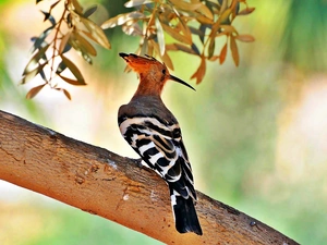 viewes, twig, Lod on the beach, trees, booby