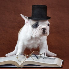 Book, Glasses, French Bulldog, Hat, Funny