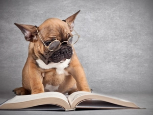 dog, Book, French Bulldog, Glasses