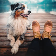 Platform, lake, legs, Boots, Australian Shepherd