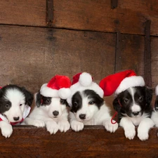 caps, puppies, Border Collie