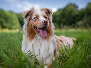 dog, Border Collie, grass, lying