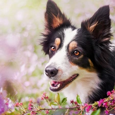 Flowers, pinto, Border Collie