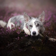 heather, lying, Border Collie