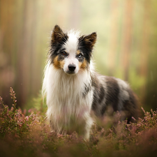 heathers, dog, Border Collie