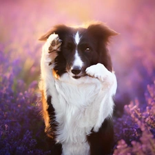 Border Collie, lavender