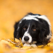 Leaf, lying, Border Collie