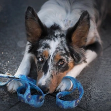 muzzle, Leash, dog, Border Collie, lying