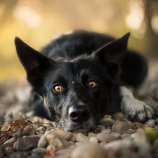 muzzle, Stones, dog, Border Collie, lying