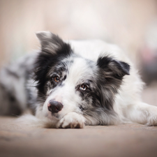 muzzle, dog, Border Collie