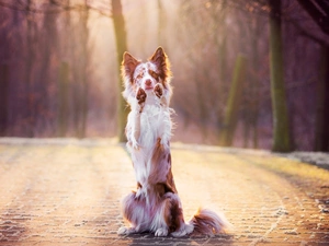 paws, Requesters, Border Collie