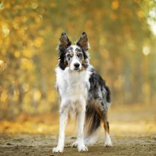 Way, dog, Border Collie