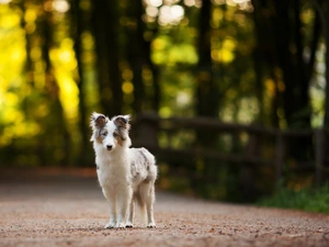 Border Collie, Way