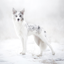 Border Collie, winter