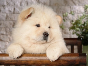 bored, Chow chow