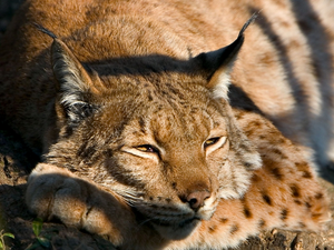 bored, Lynx
