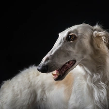 Russian Chart, dog, Borzoi