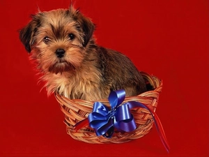 bow, dog, basket