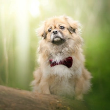 dog, red hot, bow tie, pekinese