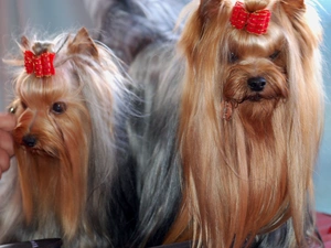Two cars, Red, bow, Yorkshire Terriery