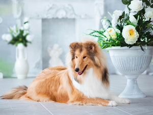 dog, bowl, Flowers, Collie rough