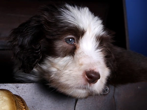 Eyes, box, Puppy, sweet, dog