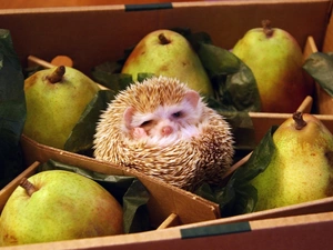 hedgehog, box, truck concrete mixer